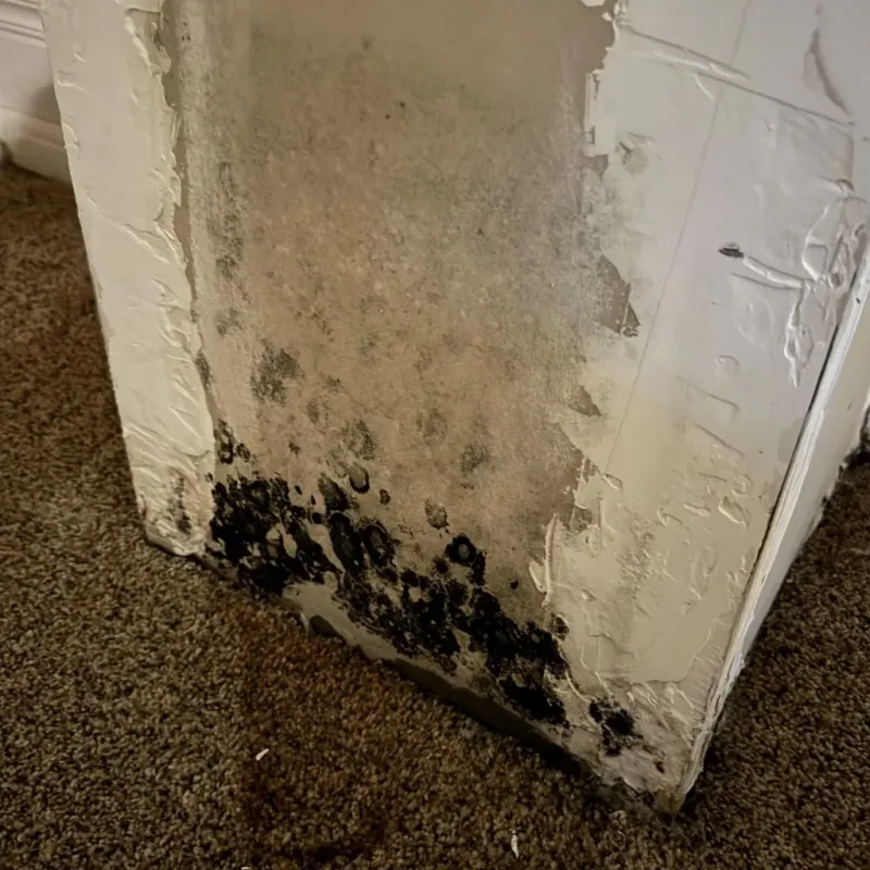 Professional Mold Removal in Runge, TX